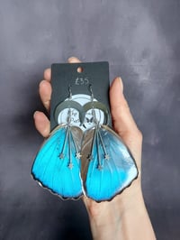 Blue Morpho Earrings (rear wing)