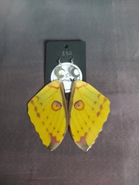 Comet Moth Earrings (fore wing)