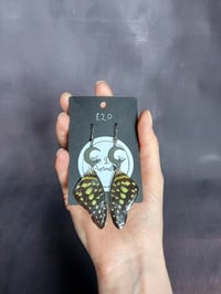 Tailed Jay Earrings (fore wing)