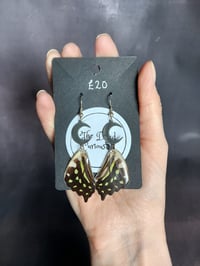 Tailed Jay Earrings (rear wing)