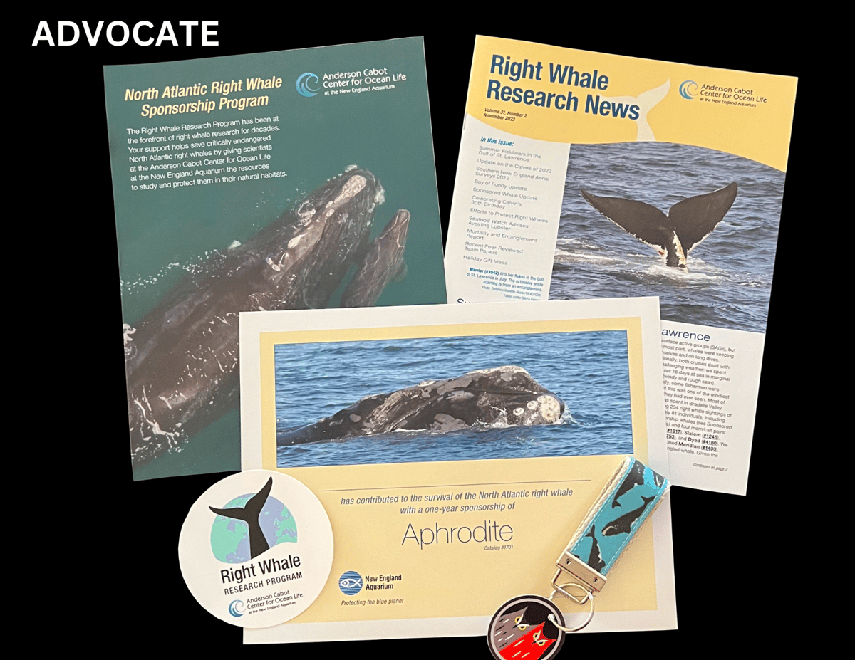 Right Whale Sponsorship