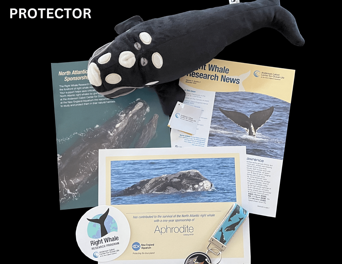 Right Whale Sponsorship