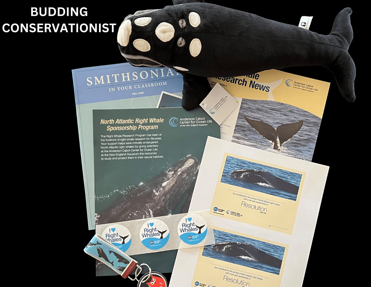 Right Whale Sponsorship