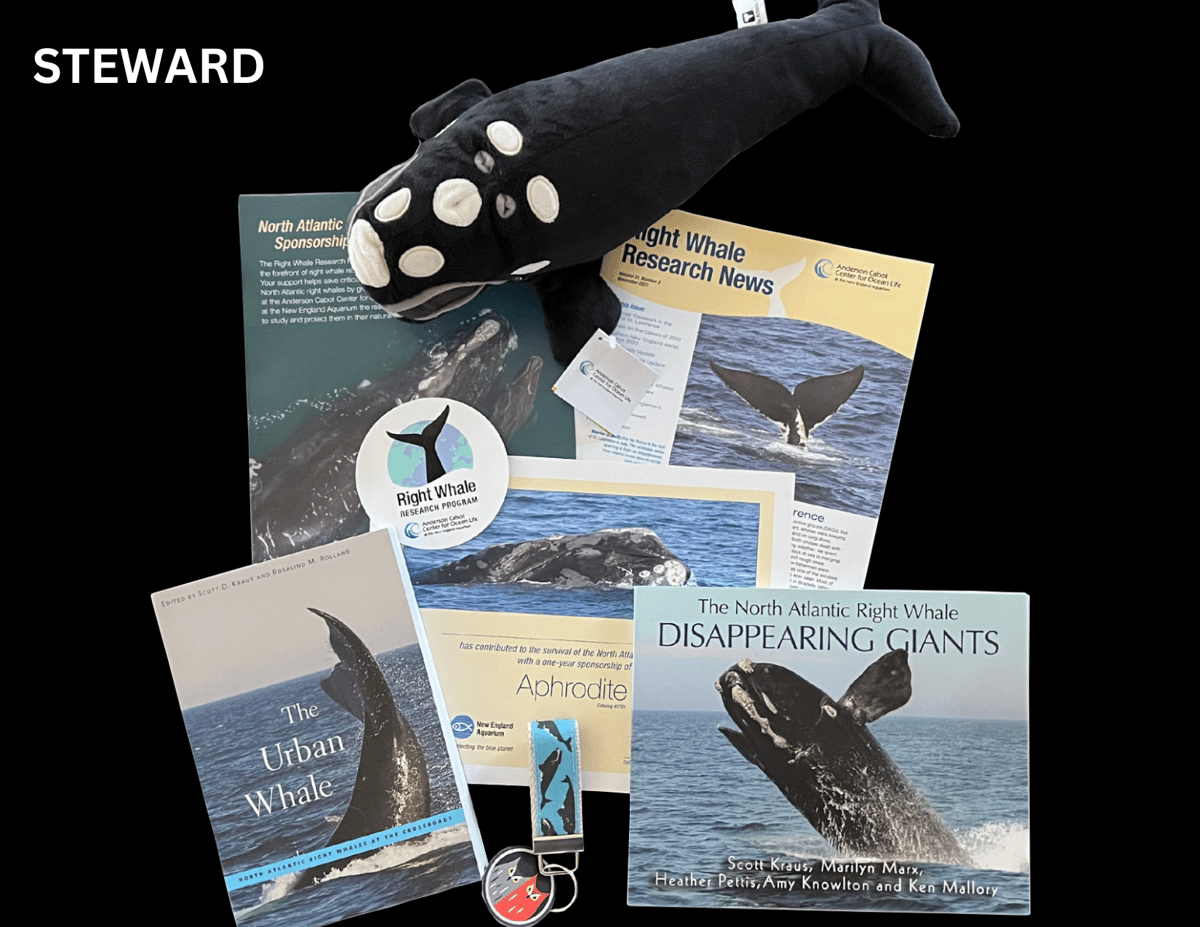 Right Whale Sponsorship
