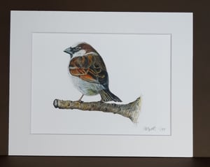 Image of Sparrow Art Print