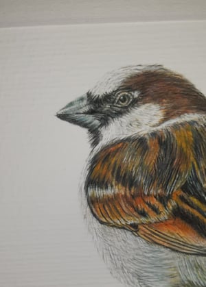 Image of Sparrow Art Print