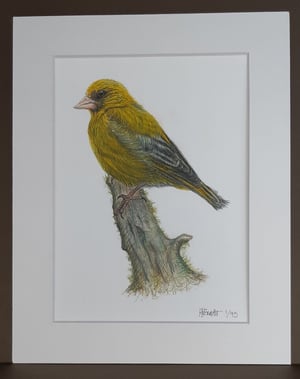 Image of Greenfinch 