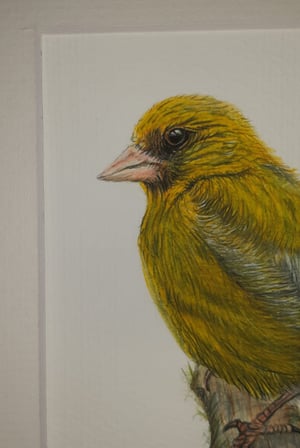 Image of Greenfinch 
