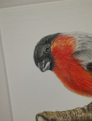 Image of Finch Art Print 