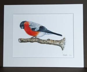 Image of Finch Art Print 