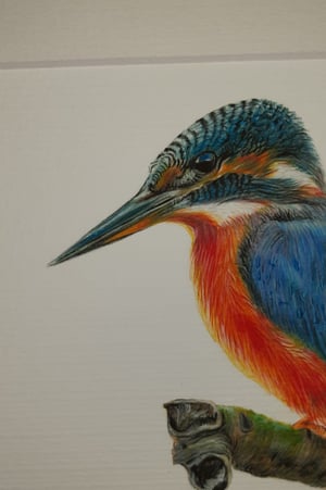 Image of Kingfisher Art Print