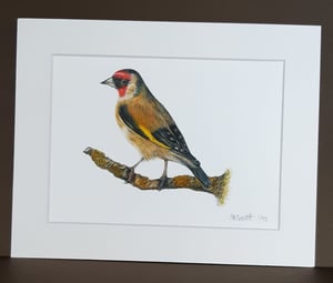 Image of Gold Finch Art Print