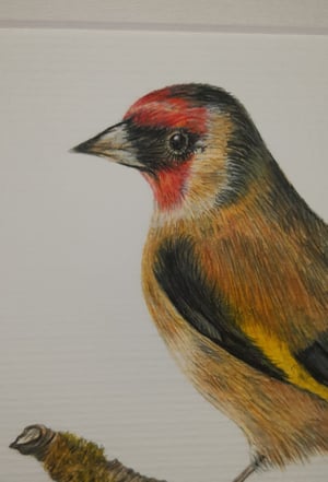 Image of Gold Finch Art Print