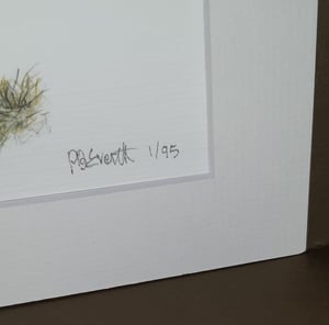 Image of Robin Art Print