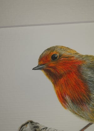 Image of Robin Art Print