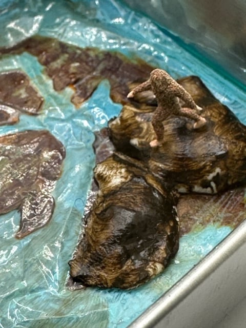 Aerial View Of Big Foot After Bath