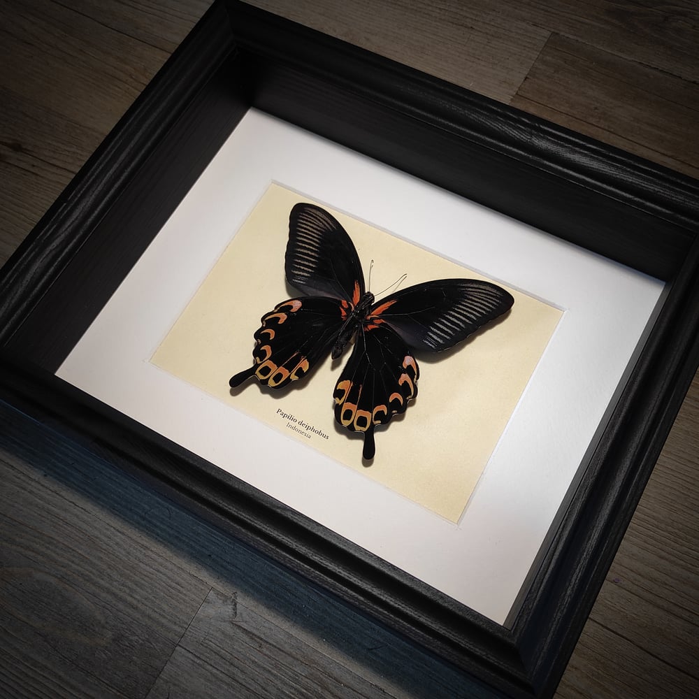 Image of Papilio deiphobus *Back