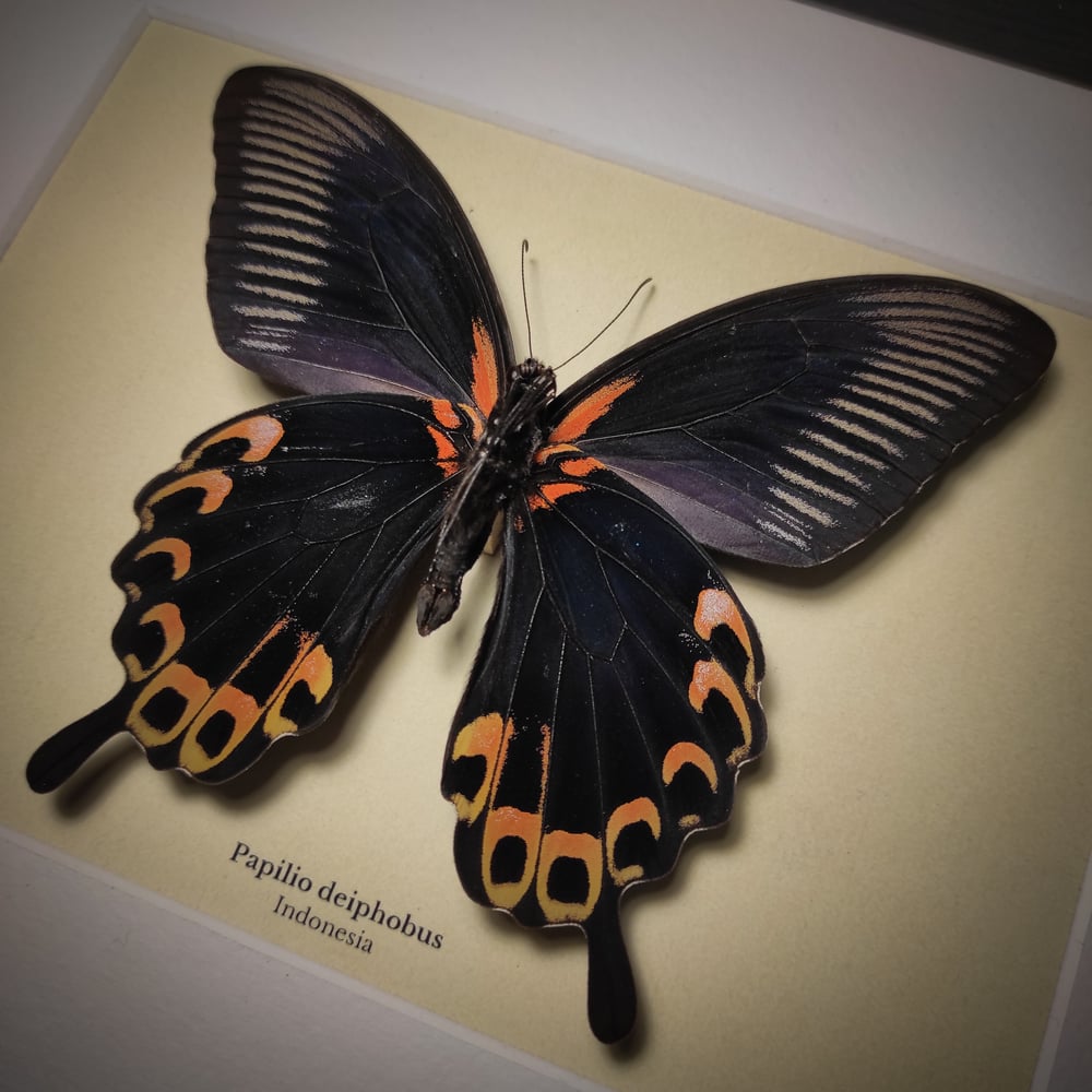 Image of Papilio deiphobus *Back