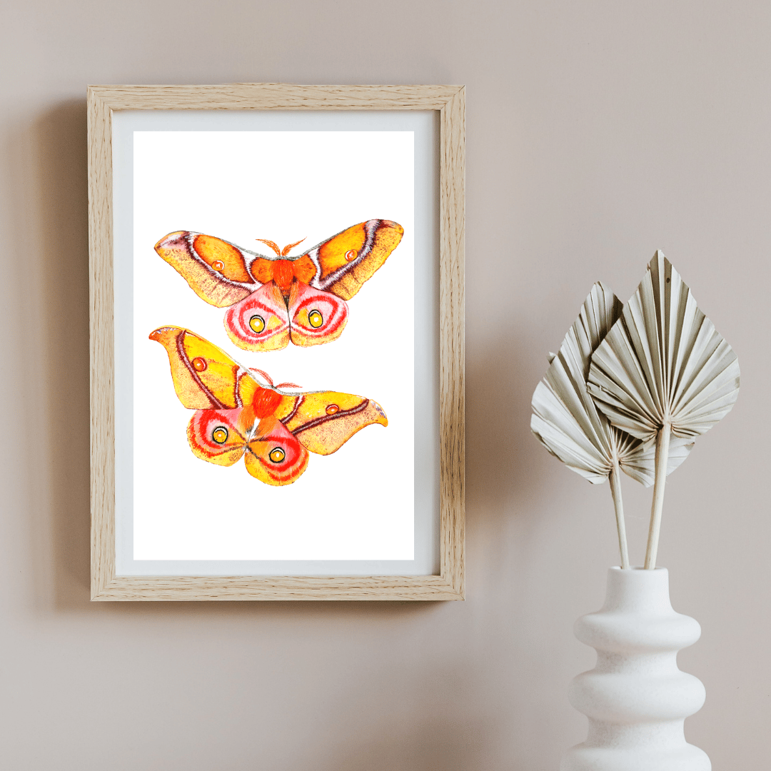 Image of Antherina suraka Moth Watercolor Illustration PRINT 