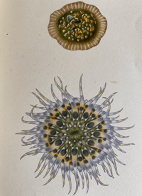 Image 5 of Seashore life and pattern a vintage King Penguin book