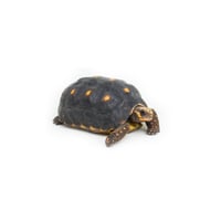 Red-Footed Tortoise 