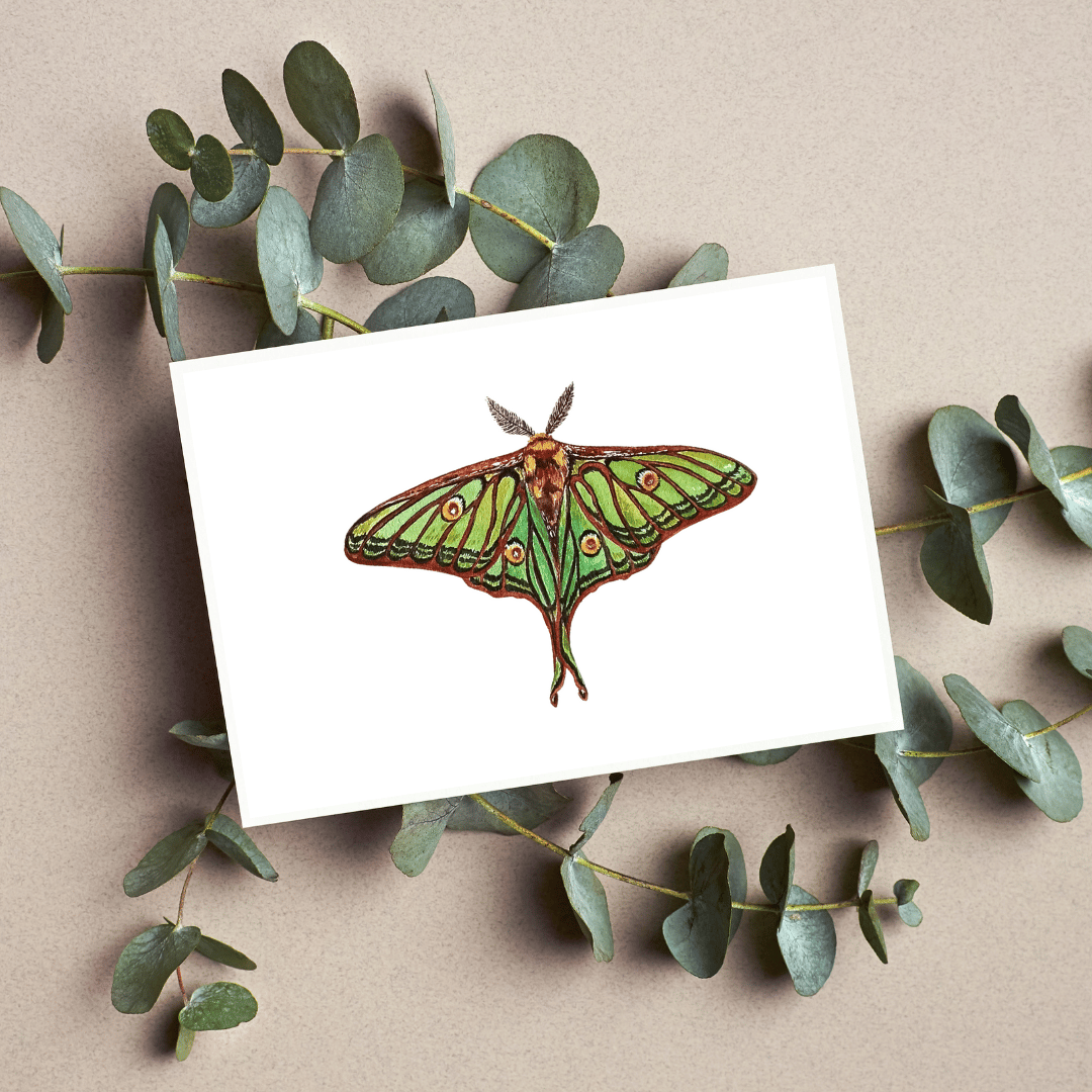 Image of Spanish Luna moth Watercolor Illustration PRINT 