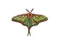 Image 6 of Spanish Luna moth Watercolor Illustration PRINT 