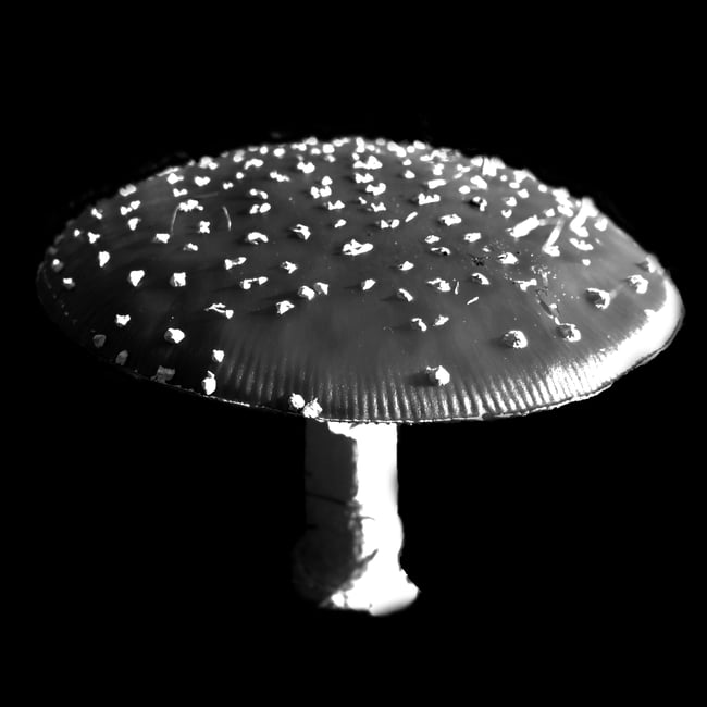 Fly Agaric Patch