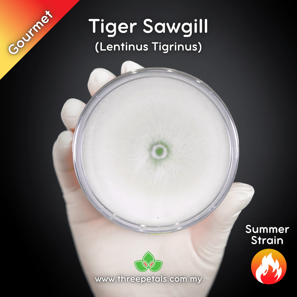 Tiger Sawgill (Lentinus Tigrinus) Live Mycelium Mushroom Culture Spawn Seed