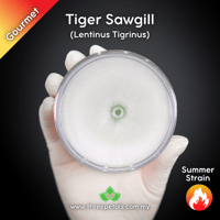 Image 1 of Tiger Sawgill (Lentinus Tigrinus) Live Mycelium Mushroom Culture Spawn Seed