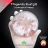 Magenta Rustgill (Gymnopilus Dilepis) Live Mycelium Mushroom Culture Spawn Seed