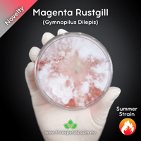 Image 1 of Magenta Rustgill (Gymnopilus Dilepis) Live Mycelium Mushroom Culture Spawn Seed