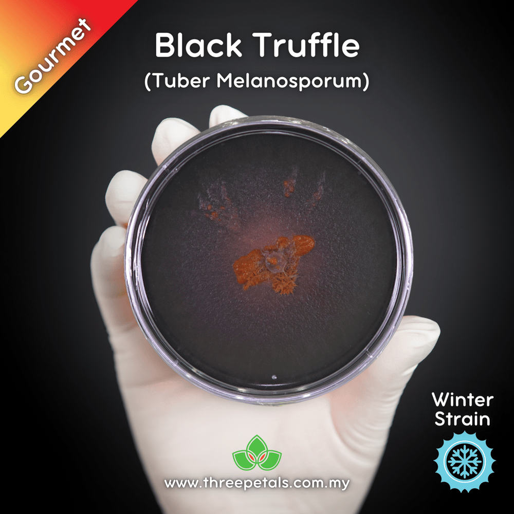 Black Truffle (Tuber Melanosporum) Live Mycelium Mushroom Culture Spawn Seed