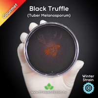 Image 1 of Black Truffle (Tuber Melanosporum) Live Mycelium Mushroom Culture Spawn Seed