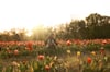 Tulip Field Mini Sessions