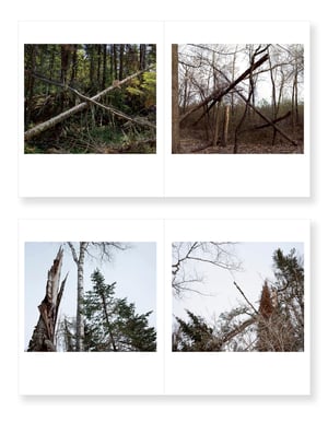 The Broken Forest - Beth Dow