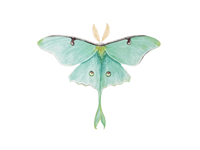 Image 5 of Luna Moth Watercolor Illustration PRINT 