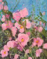Pink Camellia 