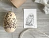 Fern & Owlet