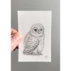 Fern & Owlet
