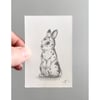Globemallow & Spotted bunny