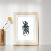 Image 5 of  Oxythyrea cinctella Beetle Watercolor Illustration PRINT 