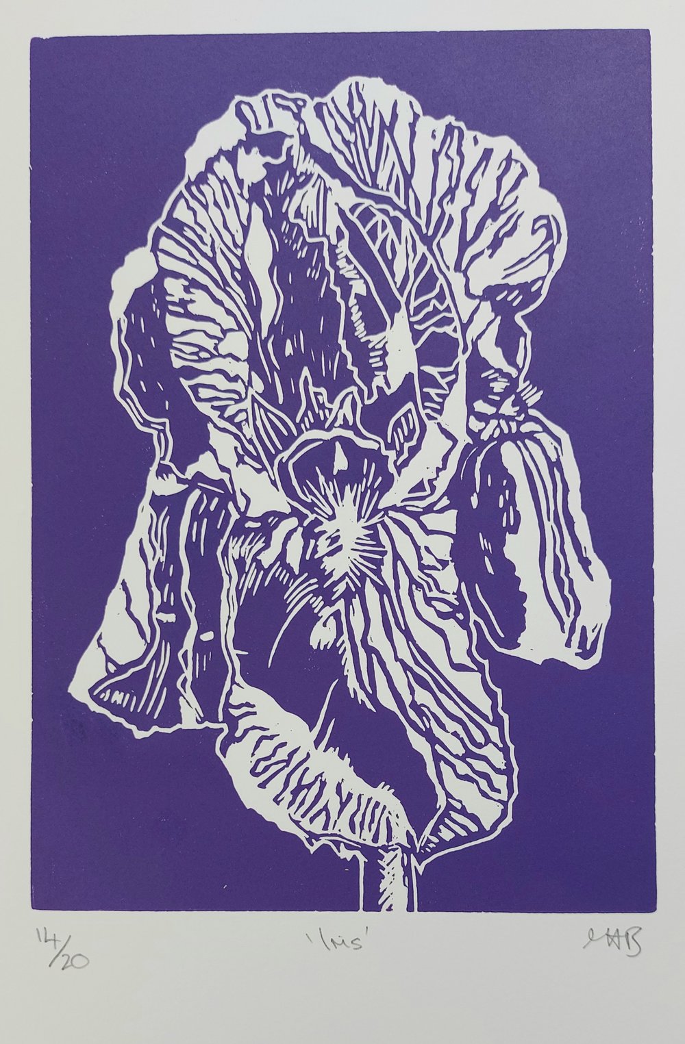 Image of Iris