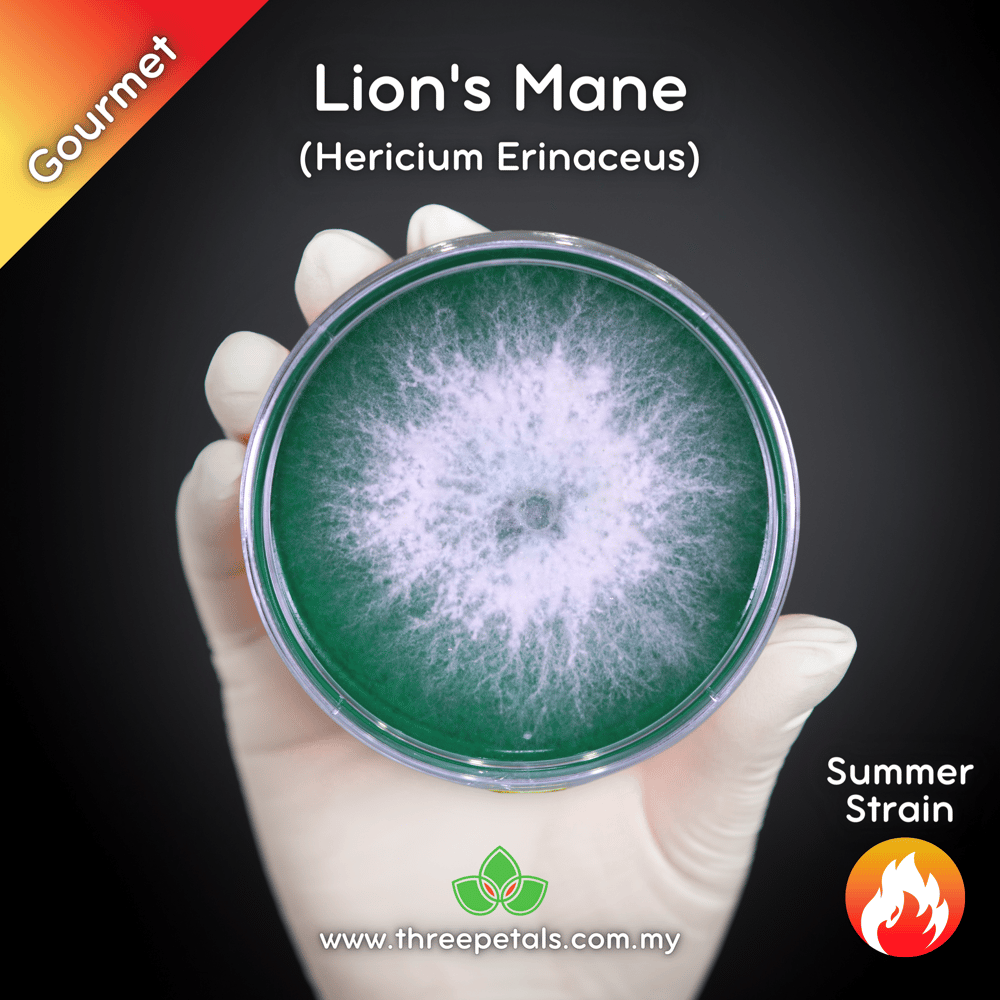 Summer Lion's Mane (Hericium Erinaceus) Live Mycelium Mushroom Culture Spawn Seed