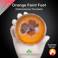 Image 1 of Orange Faint Foot (Heimiomyces Tenuipes) Live Mycelium Mushroom Culture Spawn Seed
