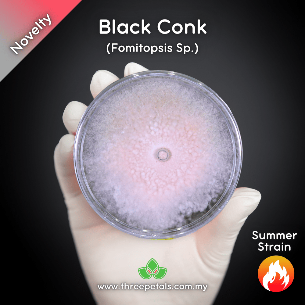 Black Conk (Fomitopsis Sp.) Live Mycelium Mushroom Culture Spawn Seed