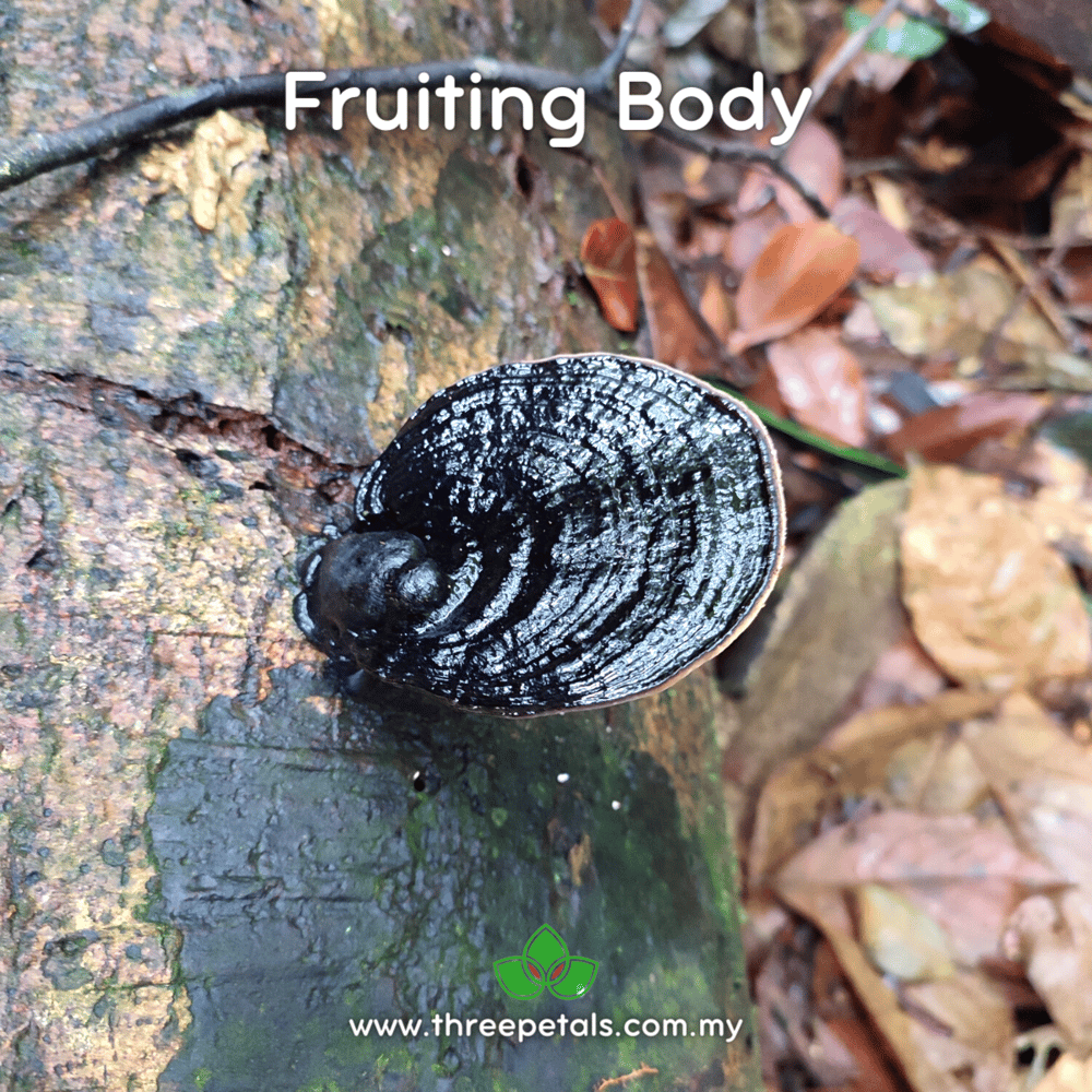 Black Conk (Fomitopsis Sp.) Live Mycelium Mushroom Culture Spawn Seed