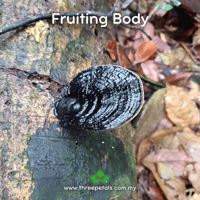 Image 2 of Black Conk (Fomitopsis Sp.) Live Mycelium Mushroom Culture Spawn Seed