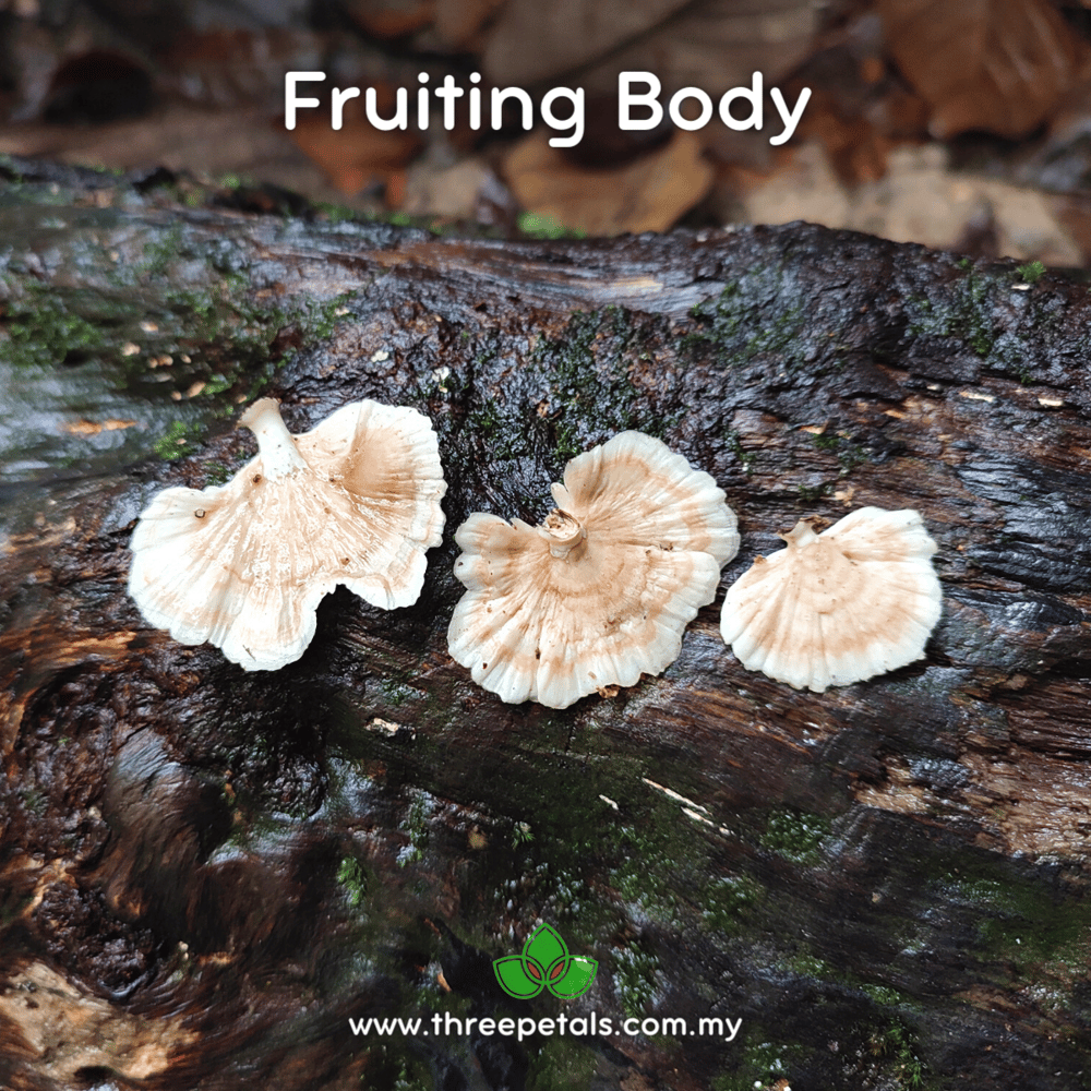Fan Bracket (Trametes Sp.) Live Mycelium Mushroom Culture Spawn Seed