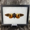 Framed Sunburst Cicada